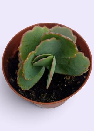 Каланхоэ федченко, бриофилум, kalanchoe fedtschenkoi, bryophyllum fedtschenkoi комнатное растение 2