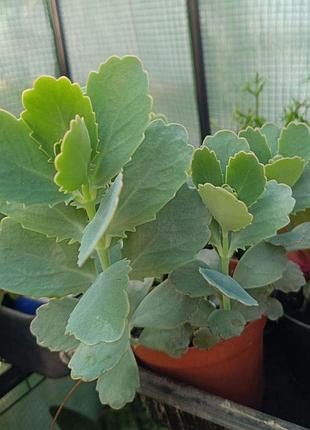 Каланхоэ федченко, бриофилум, kalanchoe fedtschenkoi, bryophyllum fedtschenkoi комнатное растение 3