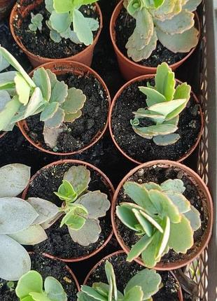 Каланхоэ федченко, бриофилум, kalanchoe fedtschenkoi, bryophyllum fedtschenkoi комнатное растение 4