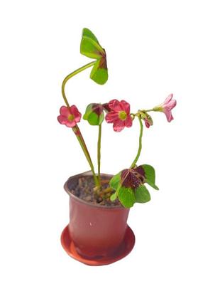 Оксаліс, oxalis deppei iron cross, кислиця чотирилиста, кислиця деппа, квасениця, конюшина щастя