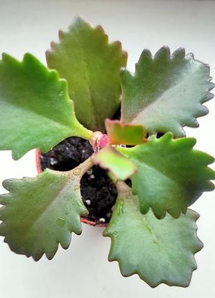 Каланхоет длинноцветочный kalanchoe longiflora, каланхоивает красное, комнатный цветок, суккулент