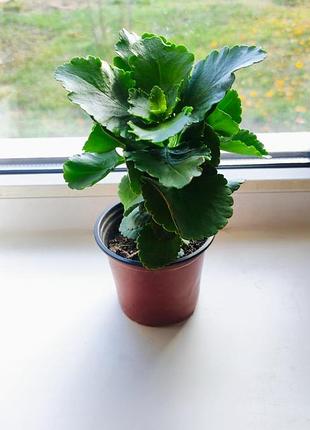 Каланхоивает бриофилум блосфельда, красивоцветучее, kalanchoe, bryophyllum blossfeldiana