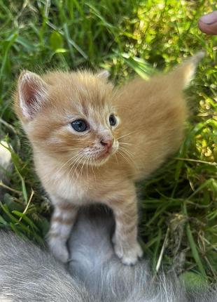Киця, 1,5 місяці