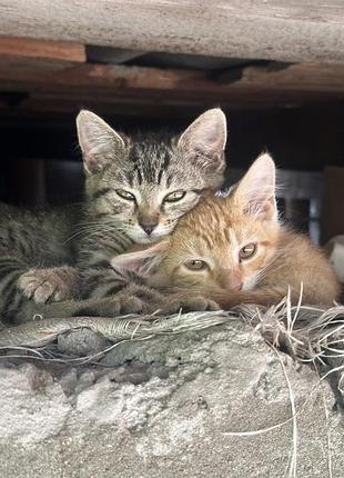Котики в хороші руки мукачево 🐈