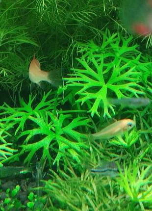 Водный лютик (ranunculus inundatus)