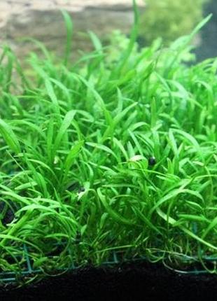 Лилеопсис макловиана (lilaeopsis macloviana)
