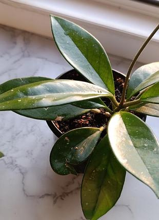 Продаю хойя hoya memoria (gracilis) splash, укорененное растение