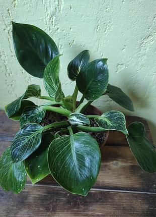 Филодендрон биркин (philodendron birkin) 3