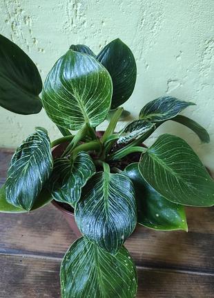 Филодендрон биркин (philodendron birkin)