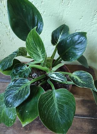 Филодендрон биркин (philodendron birkin) 2