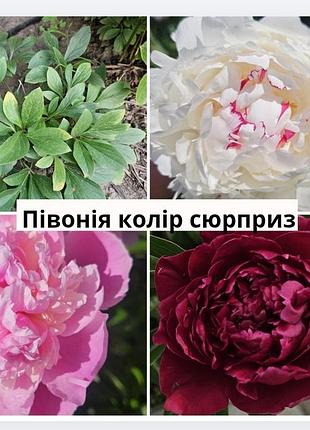 Півонія кущ колір сюрприз