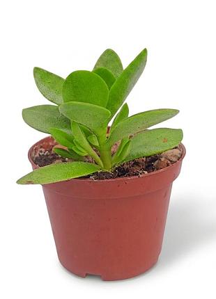 Crassula swaziensis ’money maker’ толстянка свазилендская мани мейкер денежное дерево