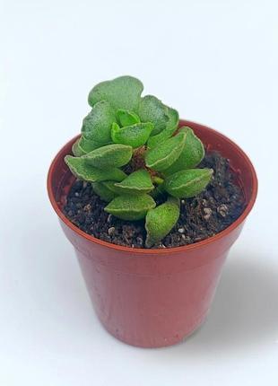 Adromischus cristatus - адромиссикус гребенчатый, суккулент, комнатное растение