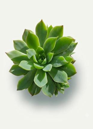 Граптопеталум альтаир graptopetalum altair – каменная роза, комнатное растение
