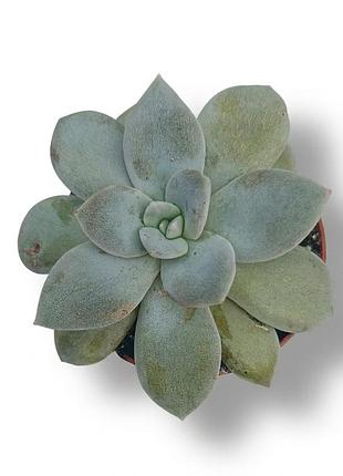 Graptoveria milky way граптоверія чумацький шлях, кімнатна рослина, сукулент у горщику