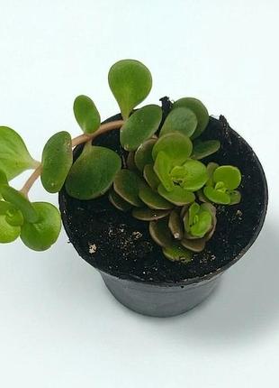 Седум макионий (sedum makinoi) или очиток макино