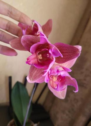 Рhalaenopsis miuco chen magneto