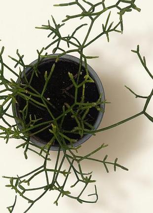 Рипсалис призматический rhipsalis teres f. prismatica, прутовик, комнатное растение, кактус