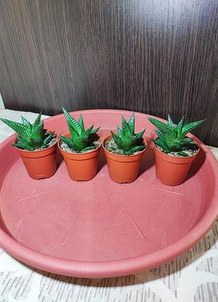 Хавортия (haworthiopsis limifolia)