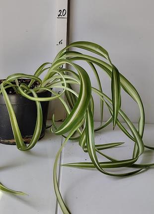 Хлорофитум бони. заказ от 150 грн!
