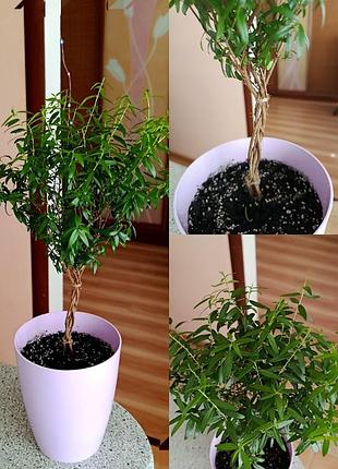 Мирт домашнее дерево 3