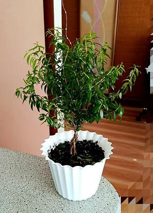 Мирт домашнее дерево 4