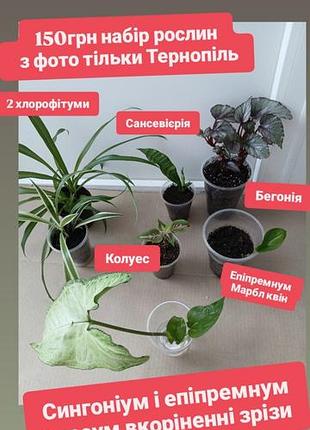 Тільки тернопіль набір рослин за 150грн  сингоніум, епіпремнум бегонія хлорофітум  колеус сансевієрія