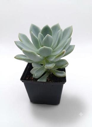 Эхеверия, паховерия корвус echeveria corvus, каменная роза