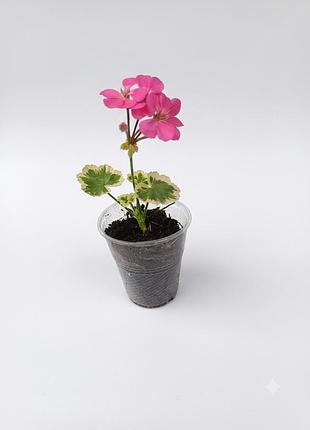 Пеларгония вариегатная, калачик, герань pelargonium petals, комнатный цветок
