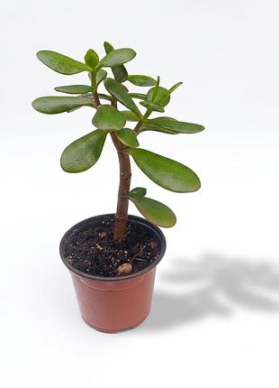 Толстянка cassula ovata, грошевое дерево, суккулент, комнатное растение