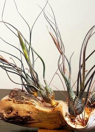 Тілландсія бутца (tillandsia butzii)