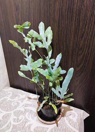 Флебодиум золотистый блю стар (phlebodium aureum 'blue star')