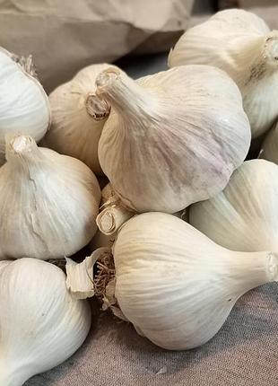 Домашній білий пекучий часник – свіжий врожай, органічний