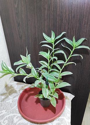 Традесканция альбовитата (tradescantia fluminensis albovittata)