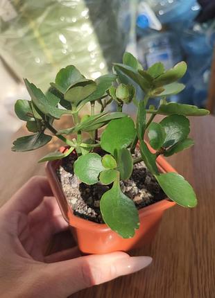 Каланхое з горщиком 🌱