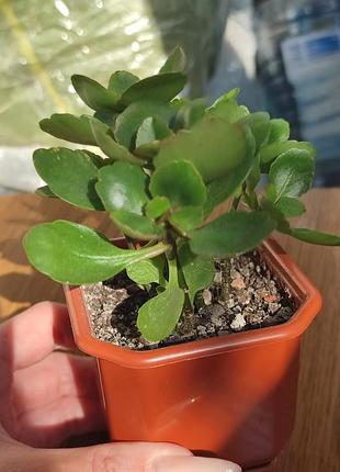 Каланхоэ с горшком 🌱 2
