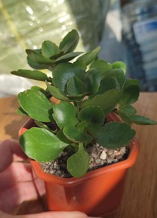 Каланхоэ с горшком 🌱 3