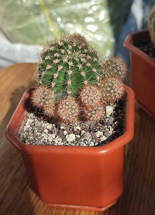 Кактус с горшиком🌵 2