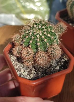 Кактус з горшиком🌵