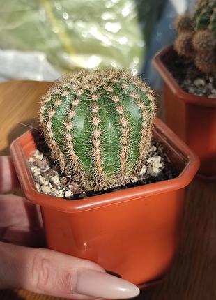 Кактус з горщиком 🌵