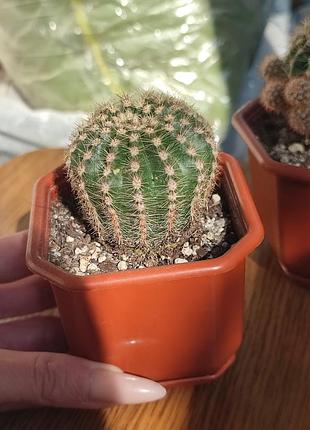 Кактус с горшком 🌵 2