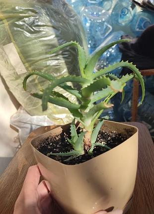 Алоэ с горшком 🌱 2