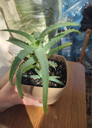 Алоє з горщиком 🌱