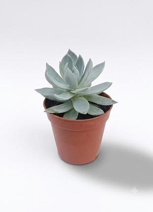 Эхеверия павлин, echeveria peacockii, эйчеверия, суккулент, комнатное растение