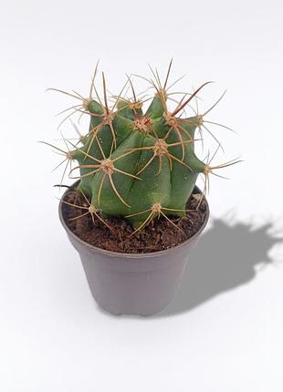 Кактус, ферокактус ferocactus histrix
