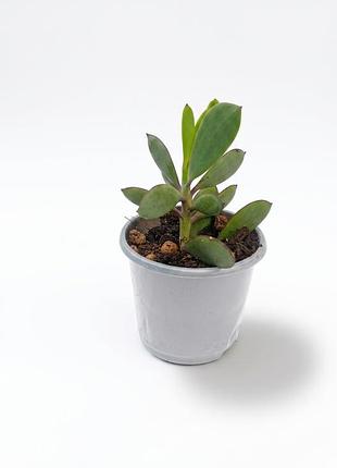 Сенецио толстоватый, крестовник, senecio crassissimus, комнатное растение, суккулент