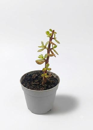 Портулакария полосатая portulacaria afra variegata, мини-толстянка, суккулент