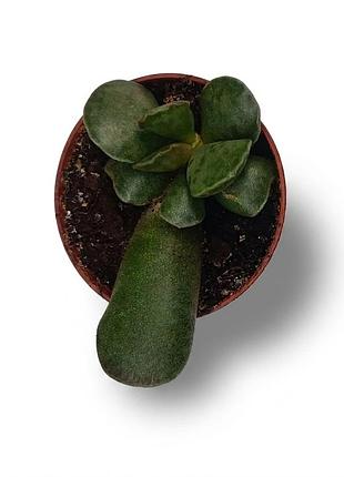 Адромикус купера adromischus cooperi, суккулент, толстянка, комнатное растение