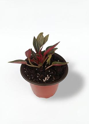 Пеперомія россо, peperomia caperata rosso кімнатна рослина, сукулент