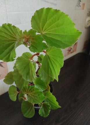 Продам саджанець бегонія 4